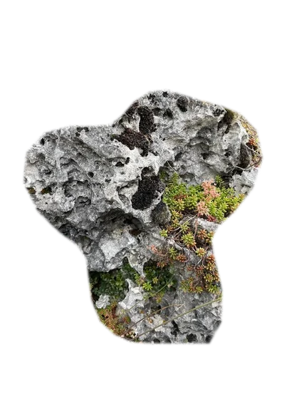 elephant-skin