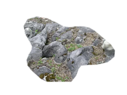 elephant-skin