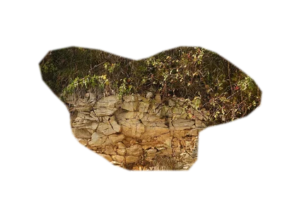 elephant-skin