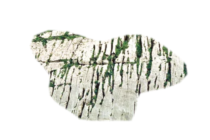 elephant-skin