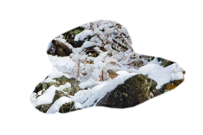grey-mountain