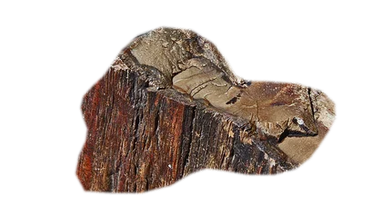 petrified-wood