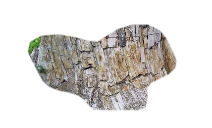 petrified-wood