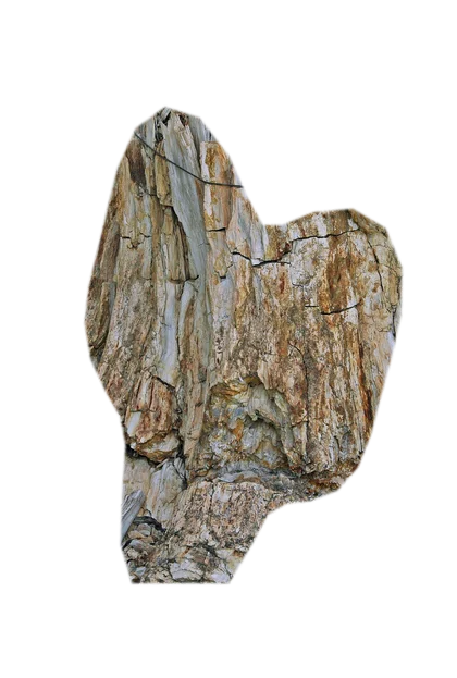petrified-wood