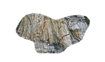 petrified-wood