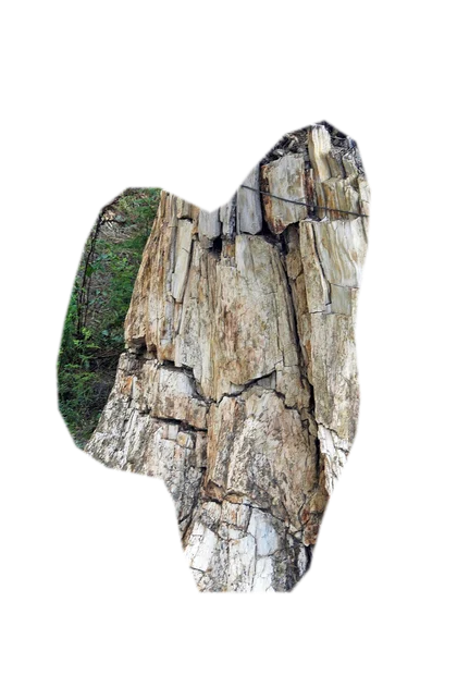 petrified-wood