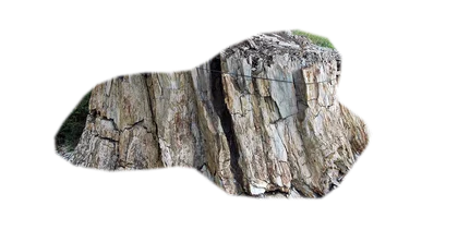 petrified-wood