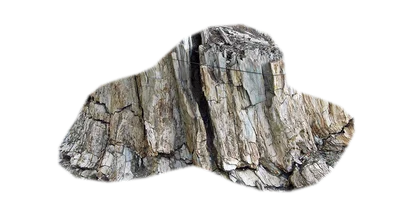 petrified-wood
