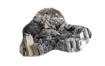petrified-wood