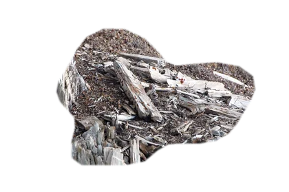 petrified-wood