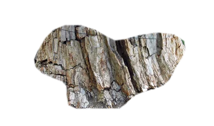 petrified-wood