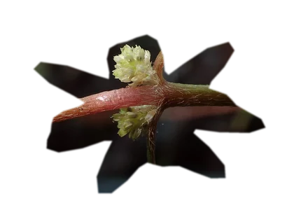 alternanthera-reineckii-mini
