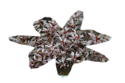 alternanthera-reineckii-mini