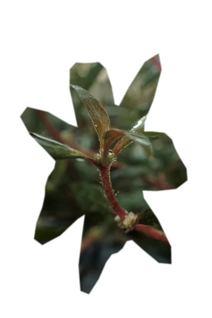 alternanthera-reineckii-mini