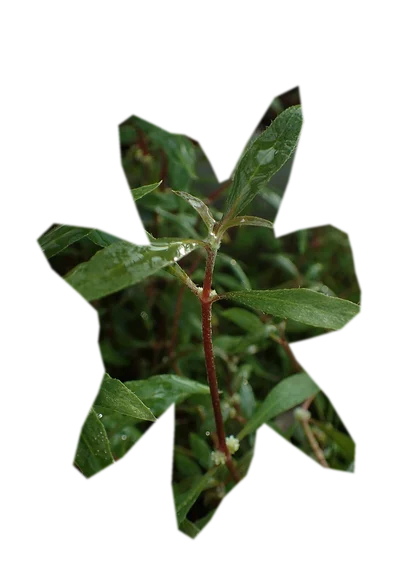 alternanthera-reineckii-mini