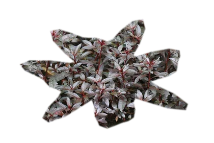 alternanthera-reineckii-mini