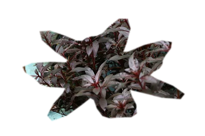 alternanthera-reineckii-mini