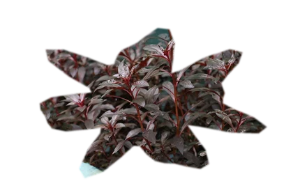 alternanthera-reineckii-mini