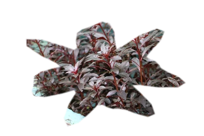 alternanthera-reineckii-mini
