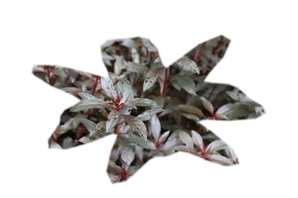 alternanthera-reineckii-mini