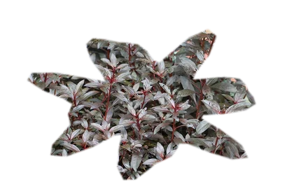 alternanthera-reineckii-mini