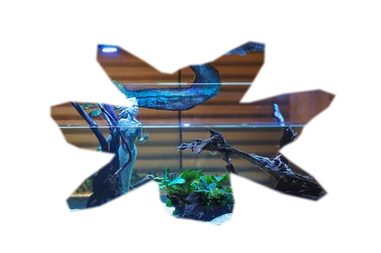 anubias-barteri-nana
