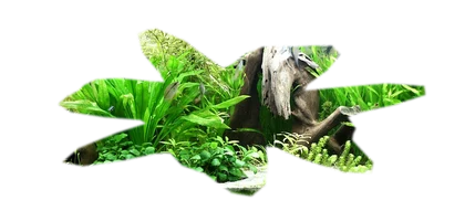 anubias-barteri-nana