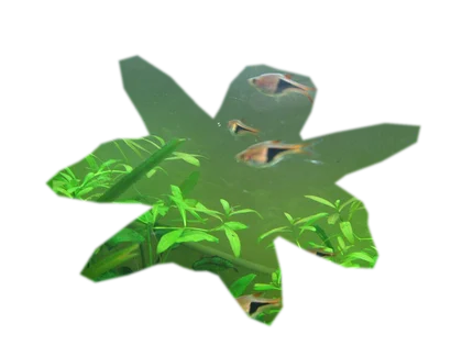 anubias-barteri-nana
