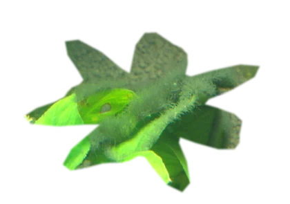 anubias-barteri-nana