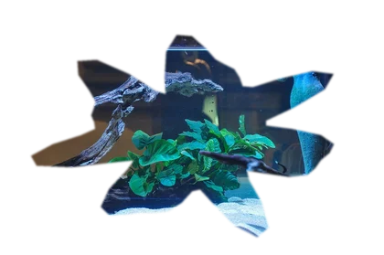 anubias-barteri-nana