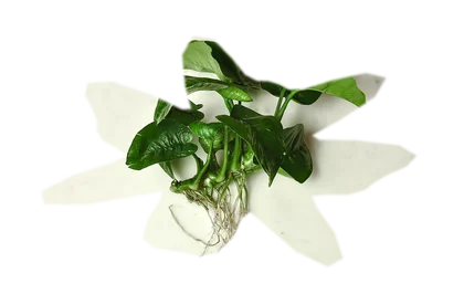 anubias-barteri-nana