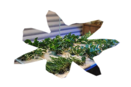 anubias-barteri-nana