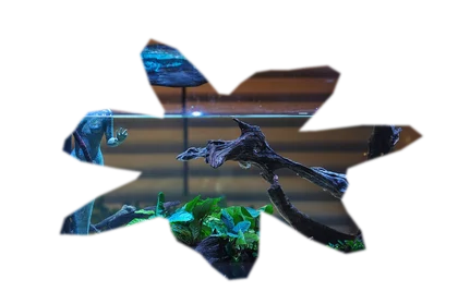 anubias-barteri-nana
