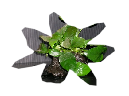 anubias-nana-petite