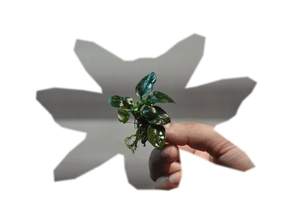 anubias-nana-petite