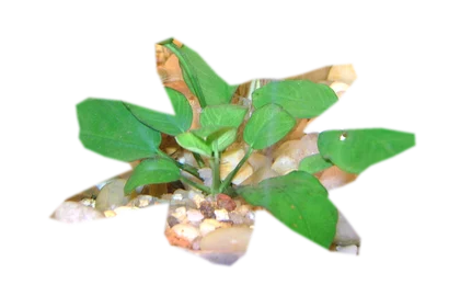 anubias-nana-petite