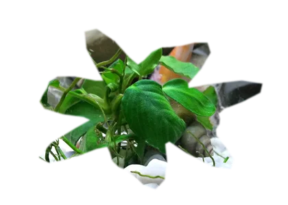 anubias-nana-petite