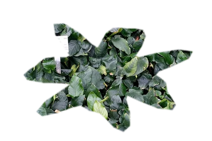 anubias-nana-petite