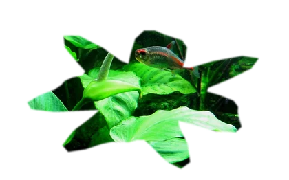 anubias-nana-petite