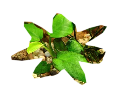 anubias-nana-petite
