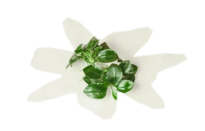 anubias-nana-petite