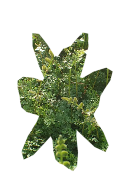 bolbitis-heudelotii