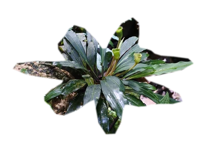 bucephalandra-kedagang