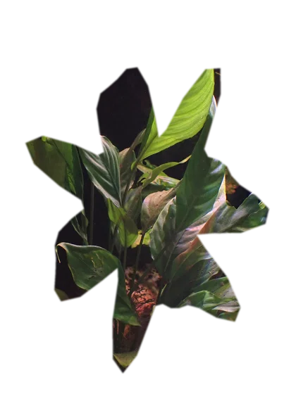 bucephalandra-kedagang
