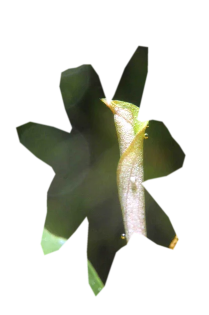 bucephalandra-kedagang