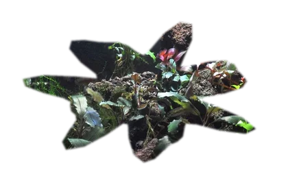 bucephalandra-kedagang