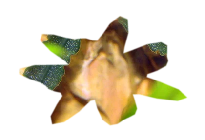 bucephalandra-kedagang