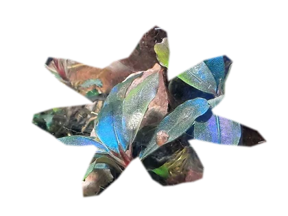 bucephalandra-kedagang