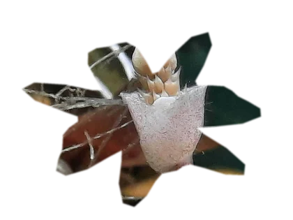 bucephalandra-kedagang