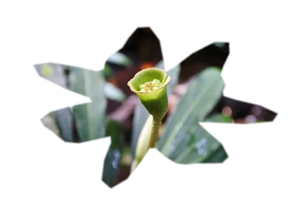 bucephalandra-theia